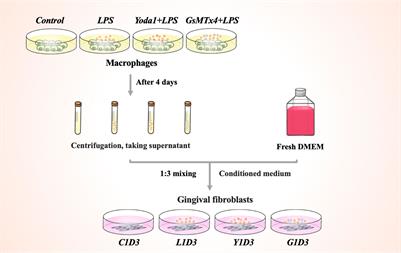 Macrophages induce gingival destruction via Piezo1-mediated MMPs-degrading collagens in periodontitis